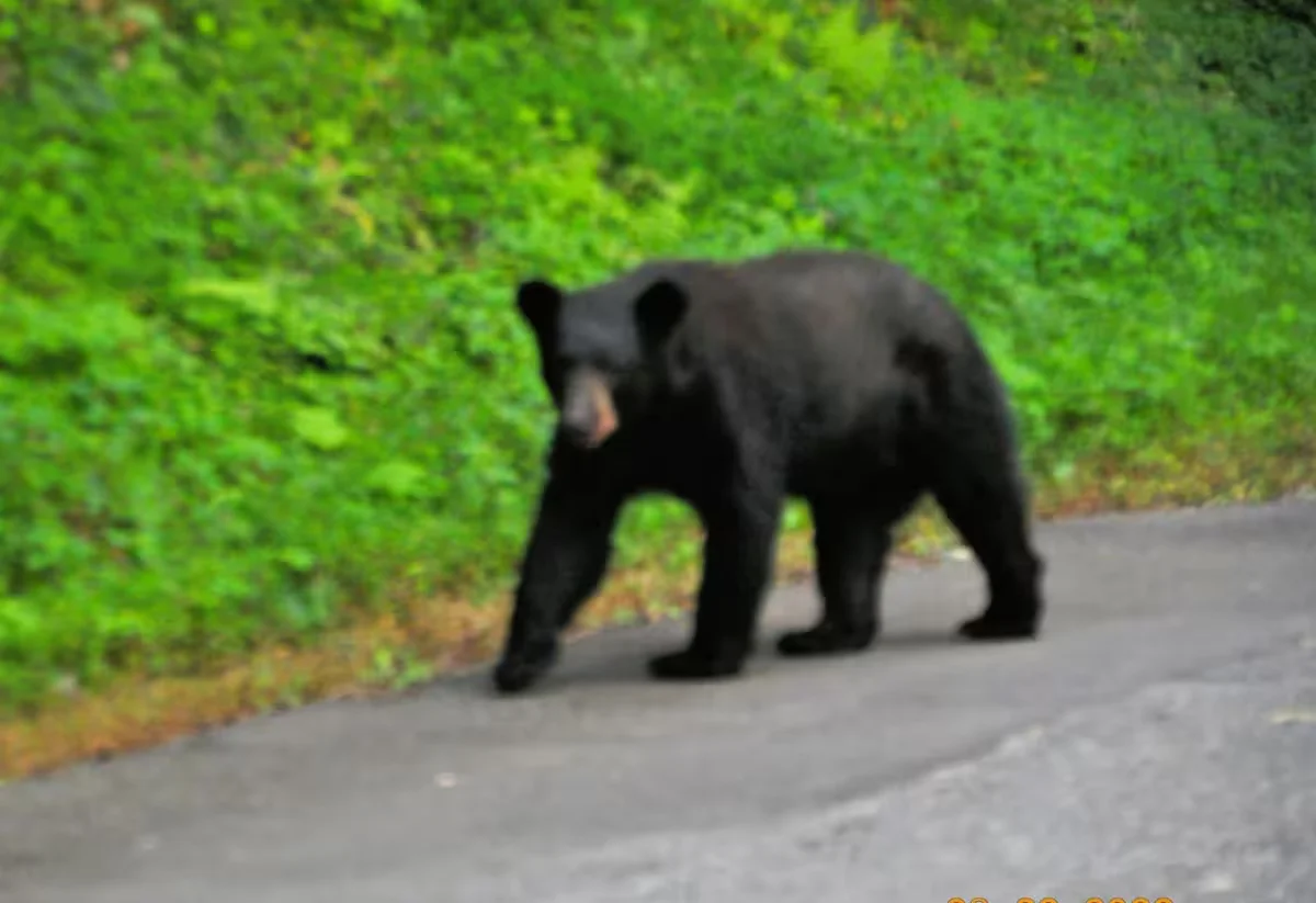 Bear attractions